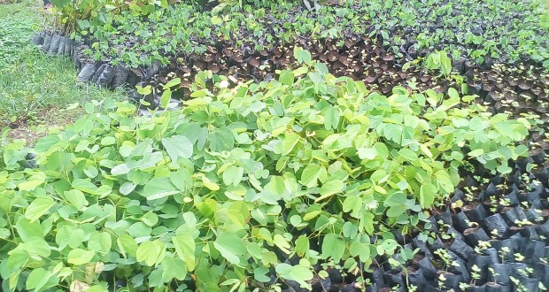 हिउँदे फलफूलका विरुवा विक्री , ३ लाख सम्मको कमाई