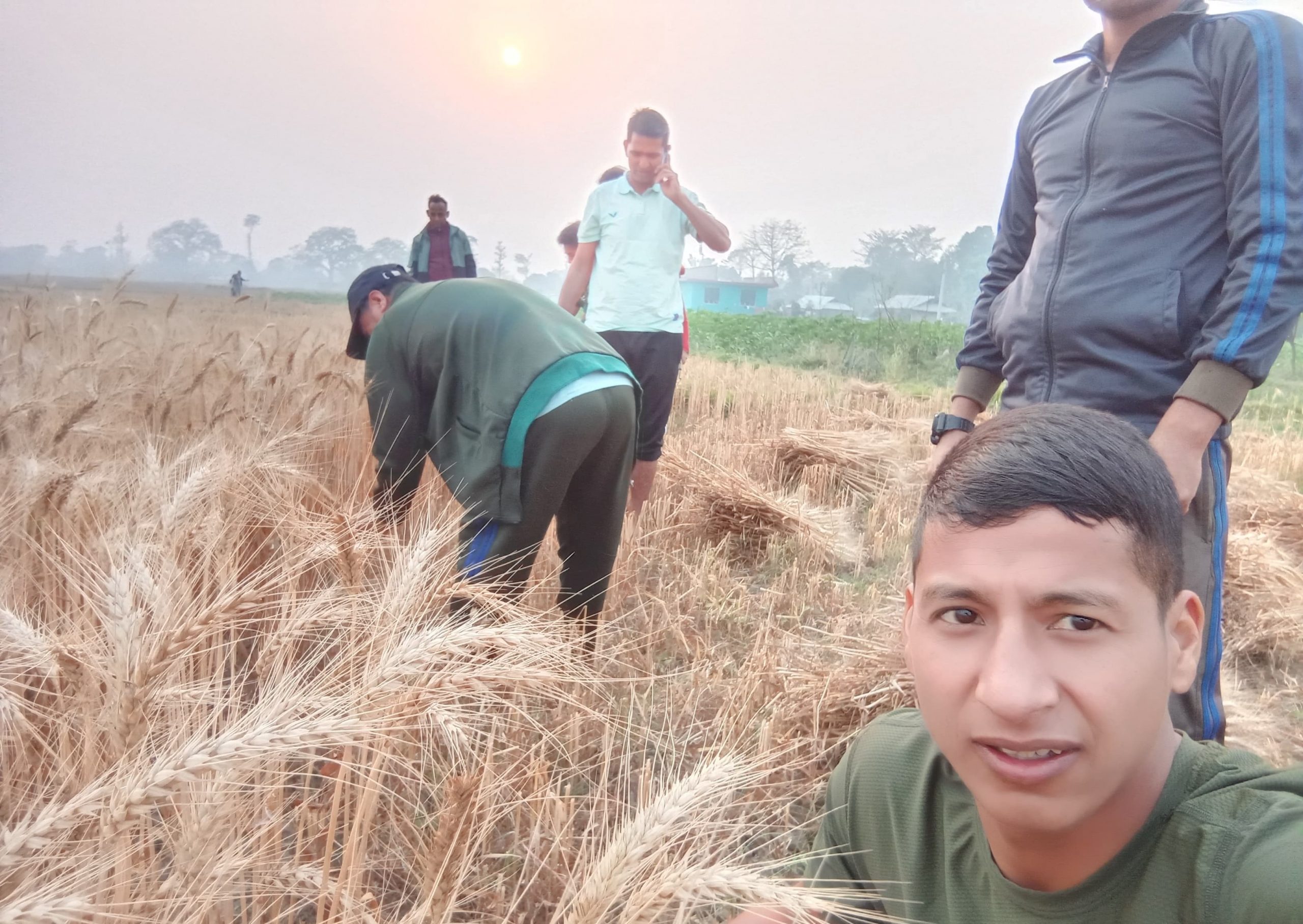 जननेता विप्लव किसानको खेतमा गहुँ काट्दै