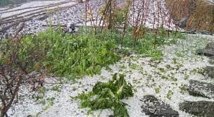 हावाहुरीले किसानलाइ क्षति